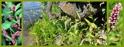 Persicaria maculosa keserűfű vagy foltos orvosság aranyér