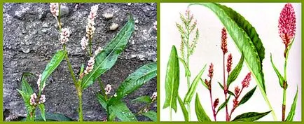 Persicaria maculosa keserűfű vagy foltos orvosság aranyér