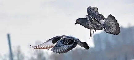 Doves készült fészket az erkélyen 1