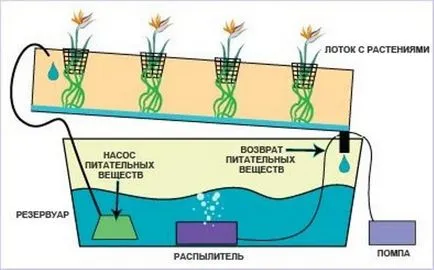 Hydroponics szamóca a kezüket