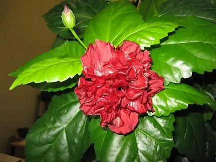 Hibiscus стая (27 снимки) изглежда като червено, жълто, розово, размножаване, домашни грижи,