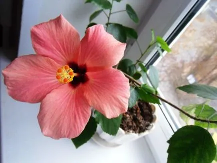 Hibiscus стая (27 снимки) изглежда като червено, жълто, розово, размножаване, домашни грижи,