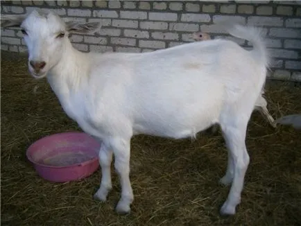 Gorkij kecske - agroxxi