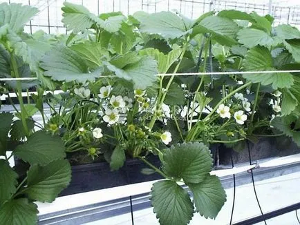 Hydroponics szamóca a kezüket