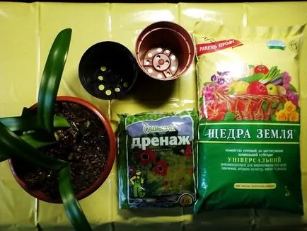 Hippeastrum трансплантация