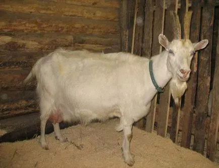 Gorki de capră - agroxxi