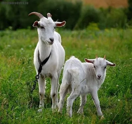 Gorkij kecske - agroxxi