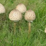 Tipuri de ciuperci Mokhovikov și caracteristici ale cultivării în casă - celhozportal