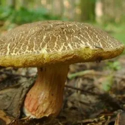Mushroom Mokhovikov снимки и видове
