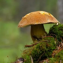 Mushroom Mokhovikov снимки и видове