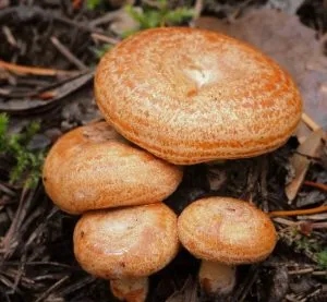 gombák Gombák, hogyan kell elkészíteni, hogyan só, szakács, sapka, előnyök