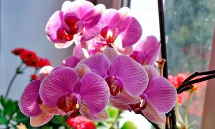 Talaj az orchideák phalaenopsis fotó, videó