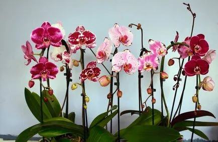 Talaj az orchideák phalaenopsis fotó, videó