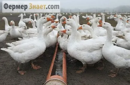 Goose Farm hozzon létre egy üzleti tervet a tenyésztési libák