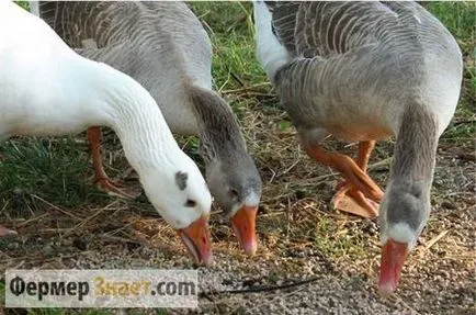 Goose Farm създаването на бизнес план за отглеждане на гъски