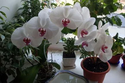 Talaj az orchideák phalaenopsis fotó, videó