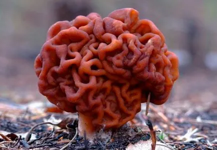 Gyromitra esculenta gomba, ősz, hatalmas, leírás, fotó