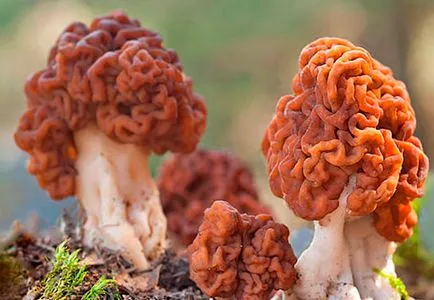 Gyromitra esculenta gomba, ősz, hatalmas, leírás, fotó