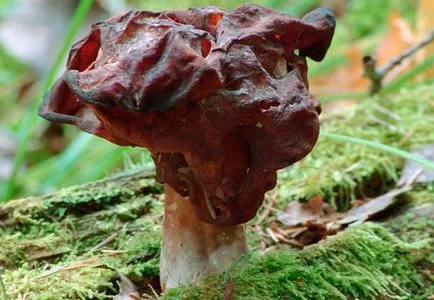 Gyromitra esculenta gomba, ősz, hatalmas, leírás, fotó