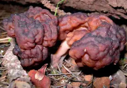 Gyromitra esculenta gomba, ősz, hatalmas, leírás, fotó