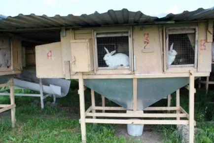 Instrucțiuni pentru a face mini-fermă pentru iepuri