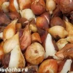Коли цвітуть тюльпани фото, дача