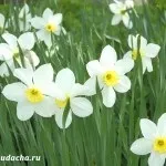 Коли цвітуть тюльпани фото, дача