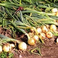 Коли потрібно прибирати цибулю (прибирати) Коли потрібно прибирати цибулю