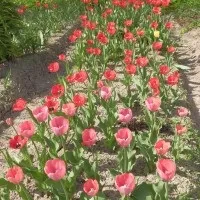 Коли цвітуть тюльпани фото, дача