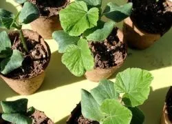 Коли садити на розсаду гарбуз
