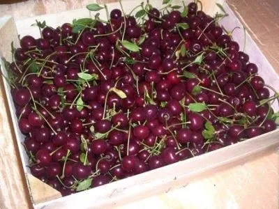 Коли збирати вишню коли дозріває і як швидко зірвати з дерева (збирати) Коли збирати вишню коли дозріває і як швидко зірвати з дерева