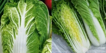 Коли прибирати пекінську капусту (вчасно зібрати урожай) Коли прибирати пекінську капусту