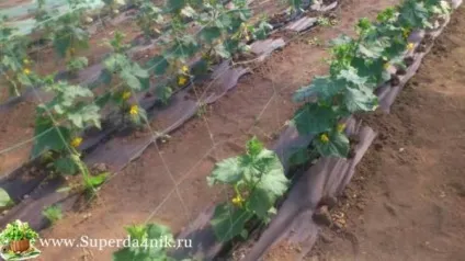 Коли висаджують флокси