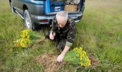 Коли збирати звіробій і як правильно його засушити відео (звіробій) Коли збирати звіробій і як правильно його засушити відео