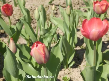 Коли цвітуть тюльпани фото, дача