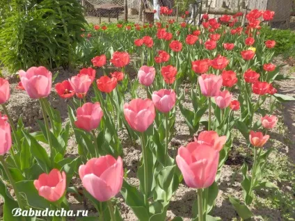 Коли цвітуть тюльпани фото, дача