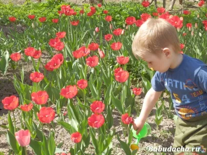 Коли цвітуть тюльпани фото, дача
