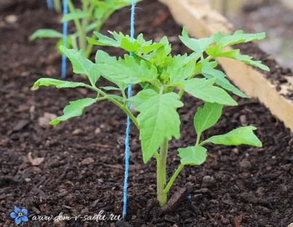 Коли садити розсаду в 2018 році, красивий будинок і сад (своїми руками підручних) Коли садити розсаду в 2018 році, красивий будинок і сад