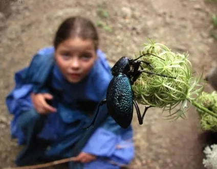 Кінцівки у комах