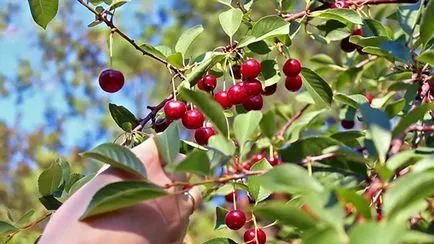 Iulie, în grădină - colecția de fructe timpurii și fructe de pădure, înmugurire, butași de recoltare, video