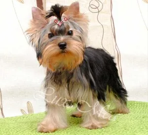 Yorkshire terrier elkezdett otthon védjegy területén, mit kell tenni