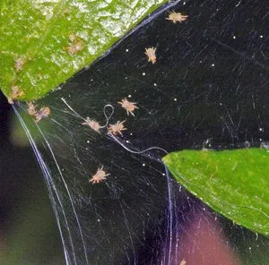 Cum să se ocupe în mod eficient acasă cu insecte