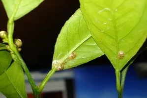 Hogyan lehet megszabadulni a pajzstetvek a növények mandarin magic
