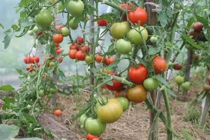 Какво сортове от краставици и домати сте харесали експертен отговор