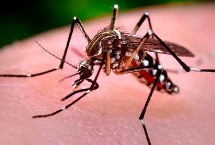 Cum să scapi de țânțari în casă - medicamente și remedii populare!
