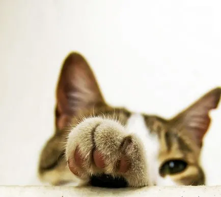 Hogyan lehet megszabadulni a szaga a macska tippek tisztítás azok számára, akik egy kisállat