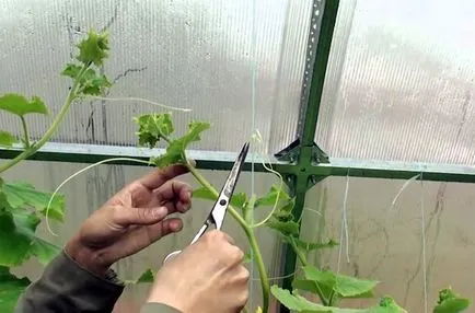 Как да се намали краставици в оранжерия и открито поле
