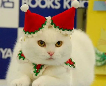 Hogyan kell öltözni a macskát az új évben, hogyan lehet egy újévi jelmez egy macska