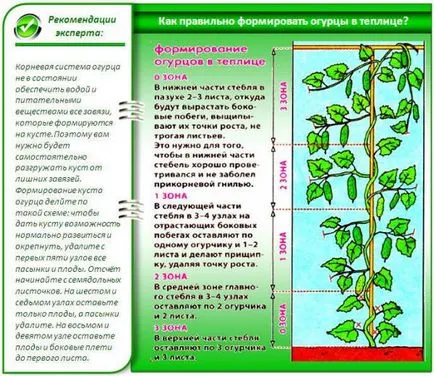 Cum să taie castraveți într-o frunză de cultură cu efect de seră (video și diagrama)