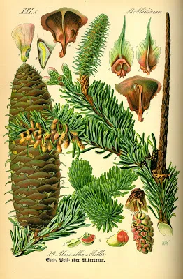 Distingându de brad (picea si abies)